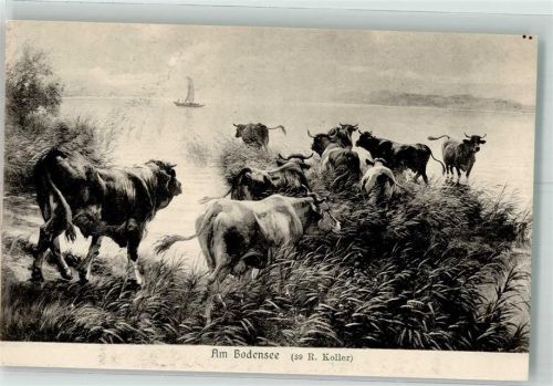Kühe am Bodensee
