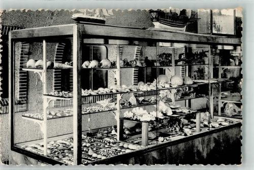 Ostende Museum Seemannshaus Muscheln