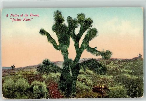 Joshua Palm Kaktus