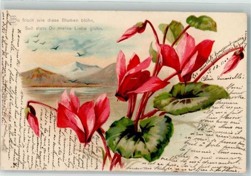 1902 Alpenveilchen Poesie Reim
