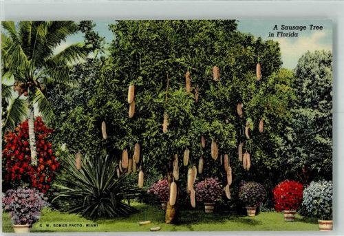 Miami Ein Wurstbaum Riviera Garden