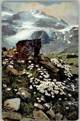 Alpenmargerite Photochromie Nr.518