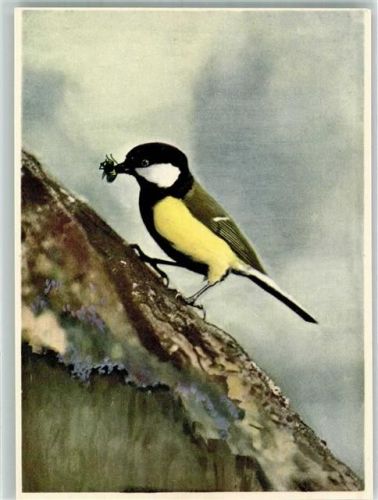 Bern Kohlmeise mit Futter Naturaufnahme von E. Kreidolf, Bern , Vogelschutz