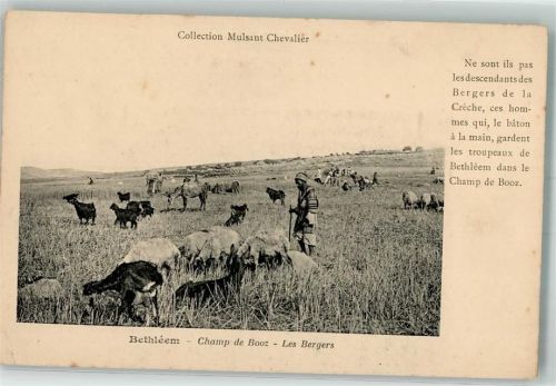 Bethlehem Ziege Champ de Booz Les Bergers