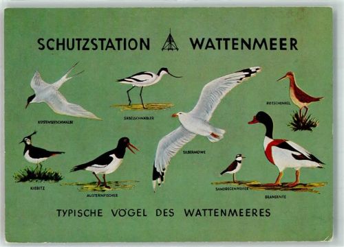 Schutzstation Wattenmeer Typische Vögel