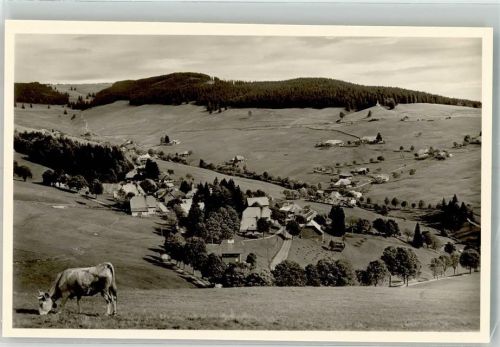 Todtnauberg Kuh