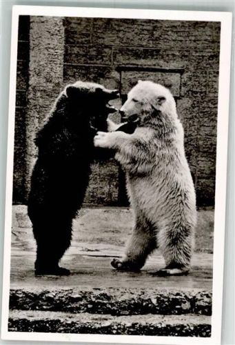 München 1957 Kampf mit einem Braunbären im Zoo Hellabrunn