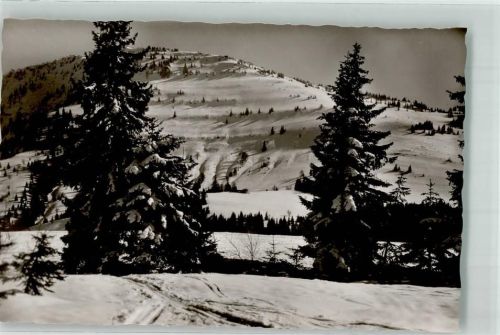Steibis Falken Winter