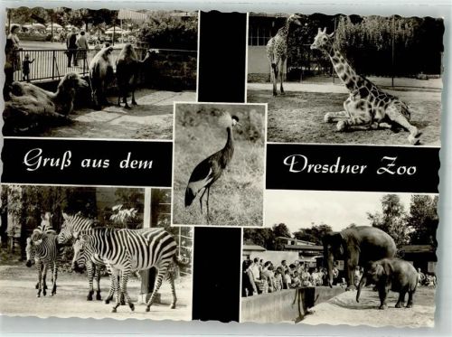Dresden Giraffe Zebra Elefanten Kamele Kinder