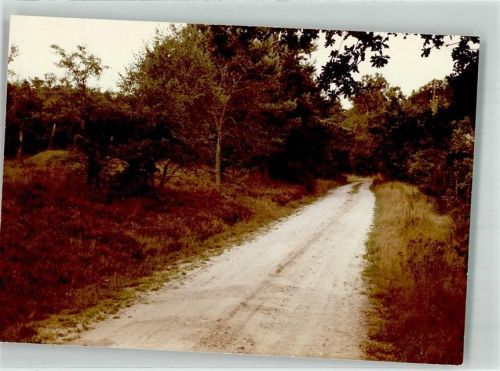 Hartenholm Wald Heideweg Foto Original aus Archiv eines Ansichtskartenverlags