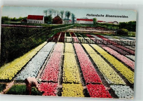 Holländische Blumenfelder