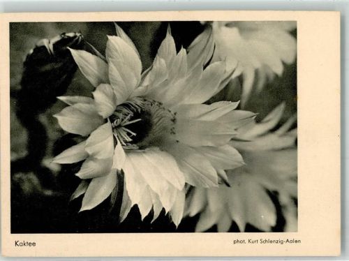 Blüte Werbung Photo Porst Kaktus