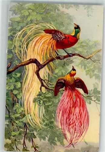 Paradiesvogel sign. E.B. St.Z.F. Nr.1311