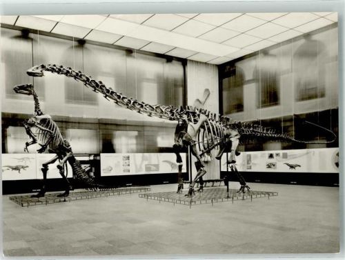 Frankfurt Donnerechse Oberer Malm aus Nordamerika Naturmuseum Senckenberg