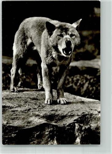 Heulender Hallstromhund Tierkalender 1979