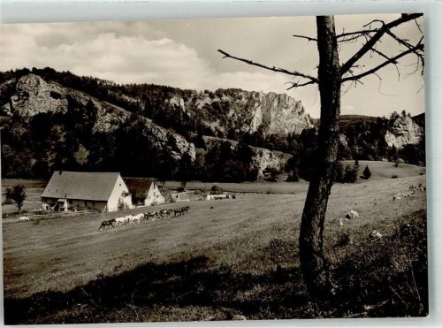 Fridingen Pension Birknershof Arabergestüt