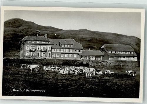 Belchen Weidende Rinder vor dem Hotel Gasthaus Belchenhaus