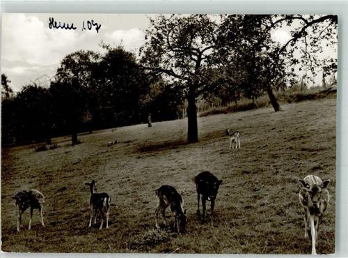 Hennef Rehe Wildpark