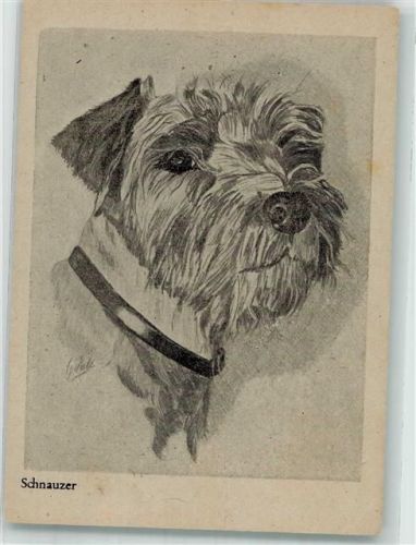 Schnauzer mit Halsband