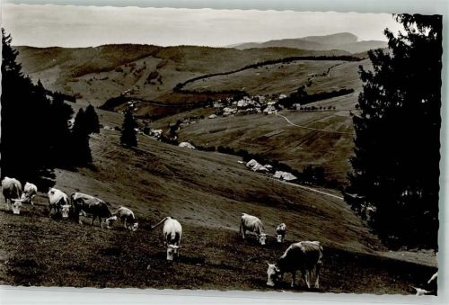 Todtnauberg Kühe