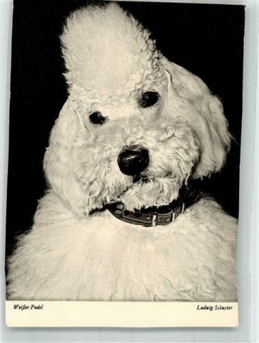 Foto Ludwig Schuster Flechsig Bildkarte