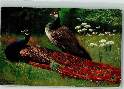 1912 Pfau Pärchen