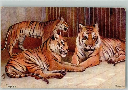 Oilette Tuck Card 9054 Raubkatzen im Zoo