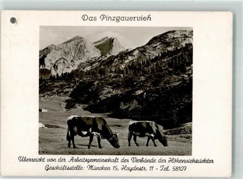 München Das Pinzgauervieh gelocht