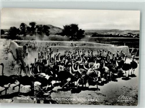 Oudtshoorn Strauß Farm