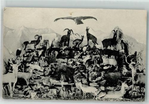 Steinbock Bergtiere Adler Jagdtiere Falke Raubvögel