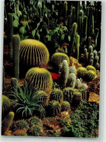 W8000 München Botanischer Garten Kakteenhaus Kaktus