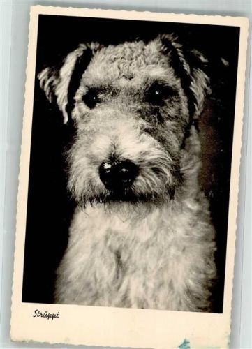 Struppi Terrier Foto AK