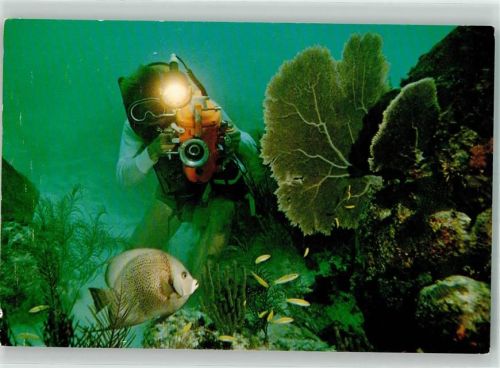 1971 Gray angelfish
