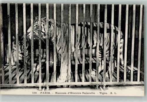 Paris Museum d`Histoire Naturelle Tiger A. L. 230