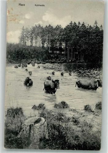 Clausthal-Zellerfeld 1910 Kuhherde durchwatet einen Fluss Ort lt. Stempel
