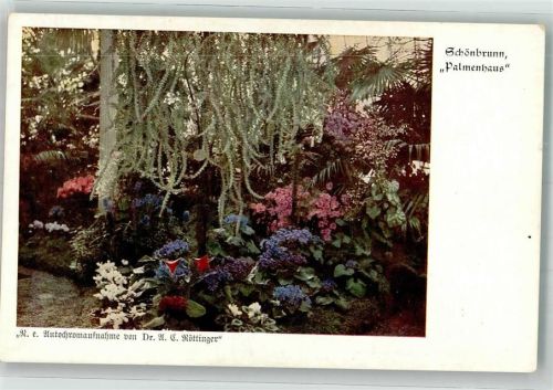 Wien Foto Dr. A.C. Röttinger Palmenhaus Schönbrunn Deutscher Schulverein Karte Nr. 629