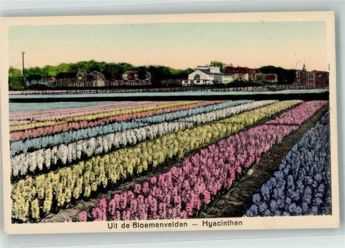 Blumenfelder Hyazinthen