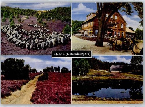 21274 W2111 Undeloh - Witte´s Gasthaus, Pension, Heidelandschaft, Schaf