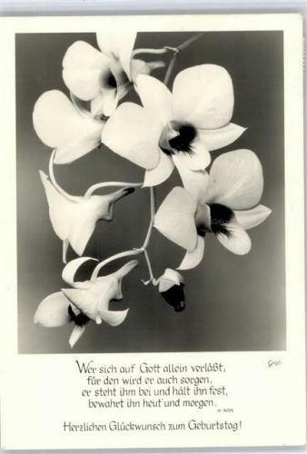 Orchideen