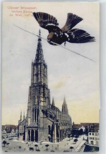 Ulm Münster, Vogel