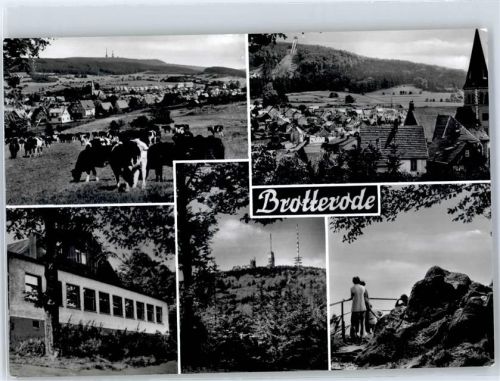 98599 O6083 Brotterode - Blick zum Inselsberg Kuh auf der Weide