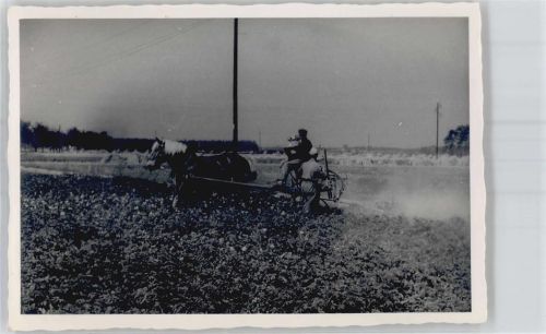 Jessen Landwirtschaft Pferd Ort lt. Fotograf