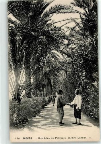 Biskra Une Allee de Palmiers