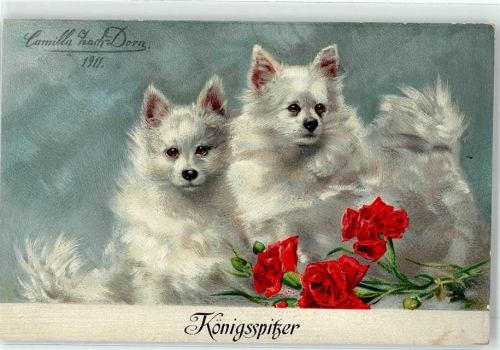 1911 2 Königsspitzer Nelken sign. Zach-Dorn, C.