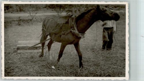 Pferd Dreschen Stein Mann