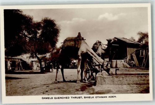 Aden Camels Quenched thrust Shielk Othman