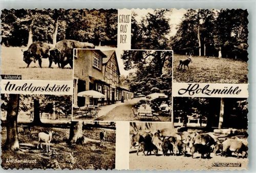 Springe Gasthaus Holzmühle Wildtiere Foto Original aus Archiv eines Ansichtskartenverlages Ort handschriftlich