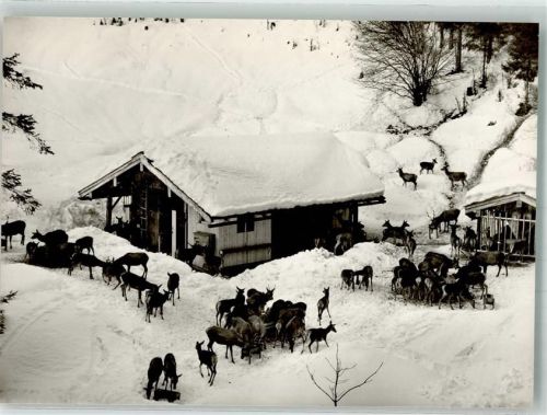 Reit im Winkl Winter Wildfütterung