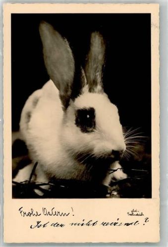 1933 Ein Kaninchen Fotograf Faehndrich