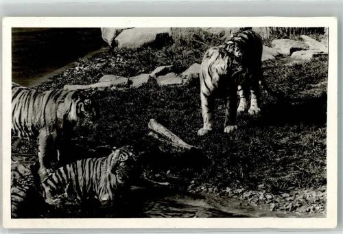 Dortmund Tigergehege im Dortmunder Zoo Ort handschriftlich